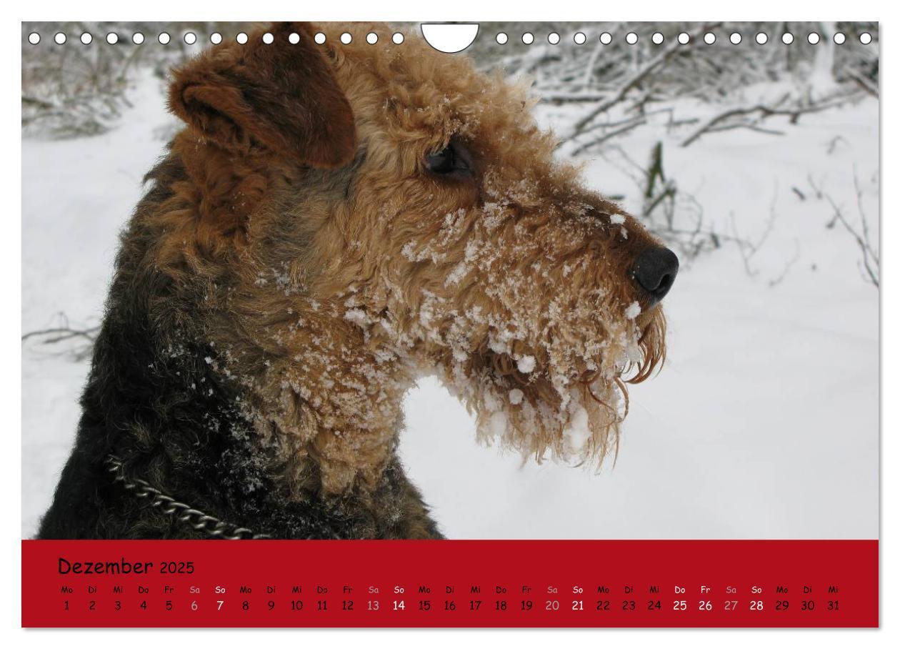 Bild: 9783435666003 | Airedale Terrier (Wandkalender 2025 DIN A4 quer), CALVENDO...