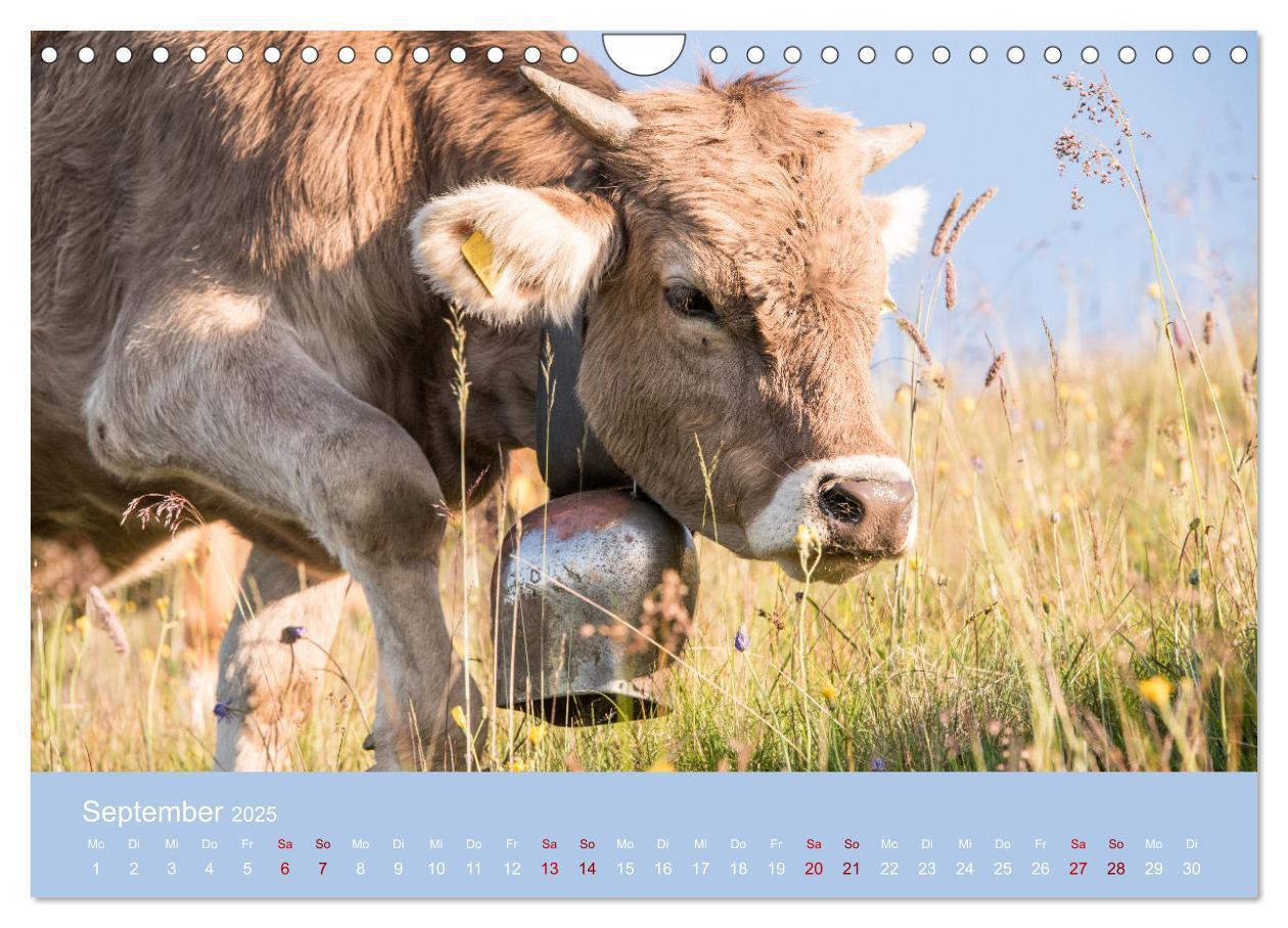 Bild: 9783383832260 | Allgäuer Rindvieh 2025 (Wandkalender 2025 DIN A4 quer), CALVENDO...