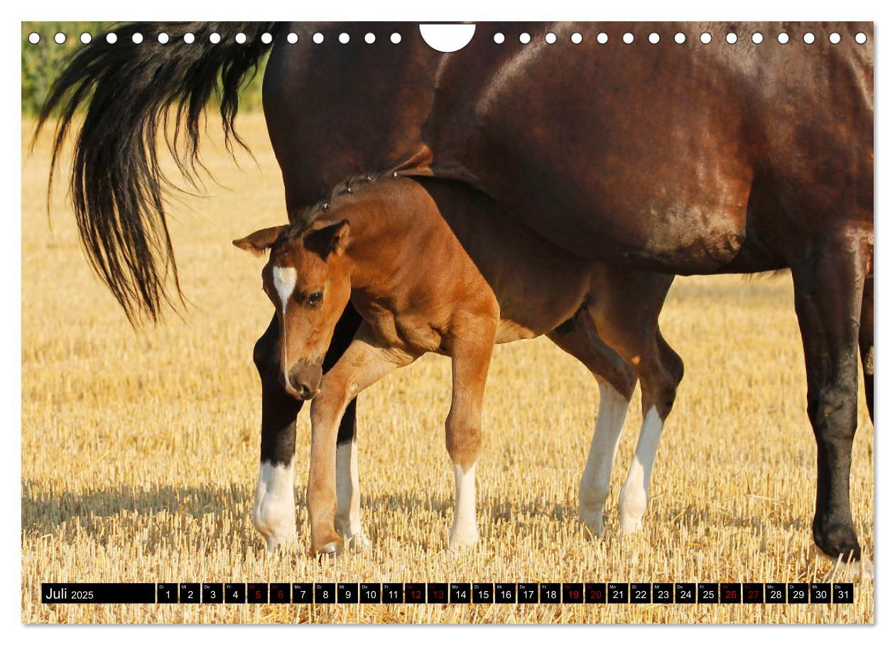 Bild: 9783435395590 | Schwere Warmblüter 2025 (Wandkalender 2025 DIN A4 quer), CALVENDO...