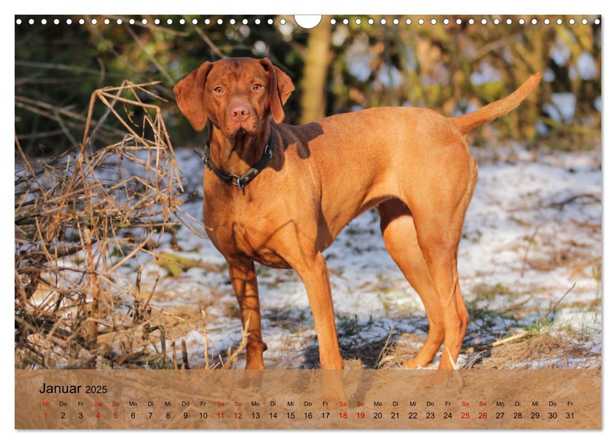 Bild: 9783435307432 | Magyar Vizsla - Ungarischer Vorstehhund (Wandkalender 2025 DIN A3...