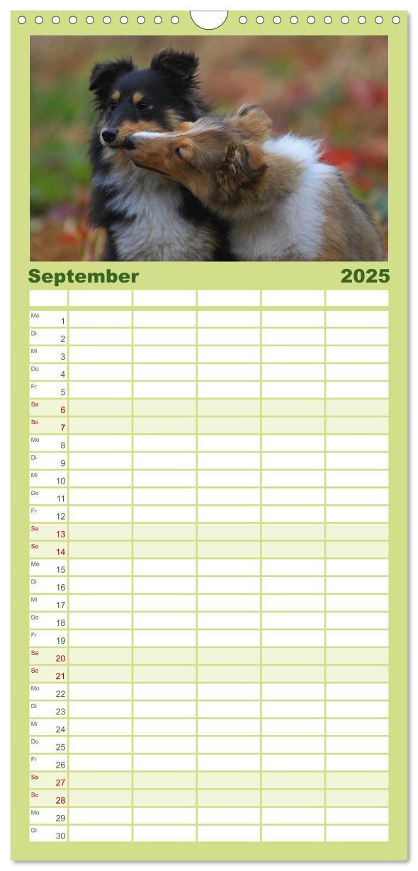 Bild: 9783457118955 | Familienplaner 2025 - Shelties 2025 mit 5 Spalten (Wandkalender, 21...