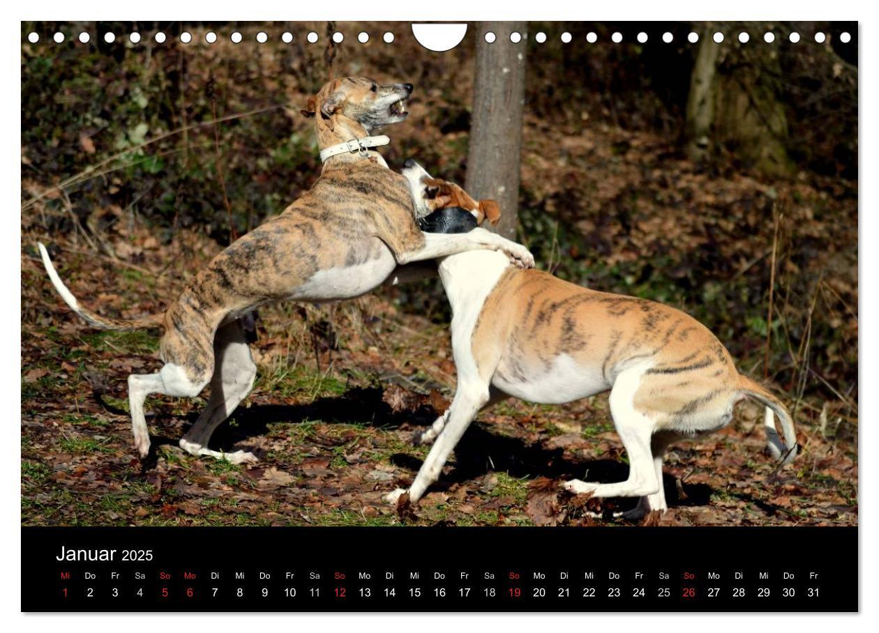 Bild: 9783435634910 | Whippets in Aktion (Wandkalender 2025 DIN A4 quer), CALVENDO...