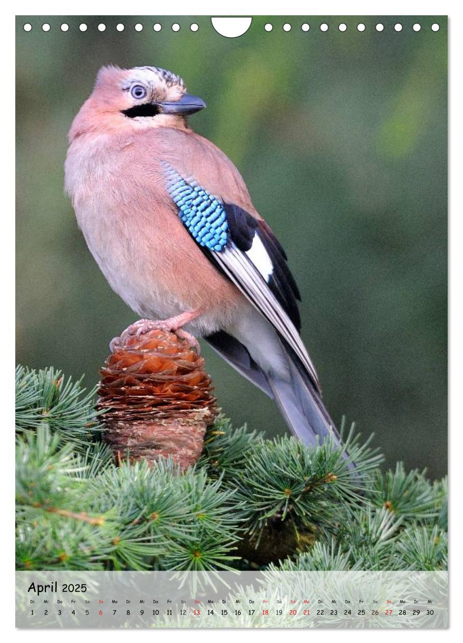 Bild: 9783457043684 | Vögel im heimischen Garten (Wandkalender 2025 DIN A4 hoch),...