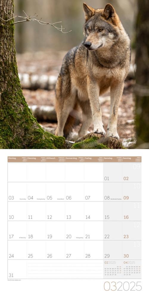 Bild: 9783838445236 | Wölfe Kalender 2025 - 30x30 | Ackermann Kunstverlag | Kalender | 28 S.