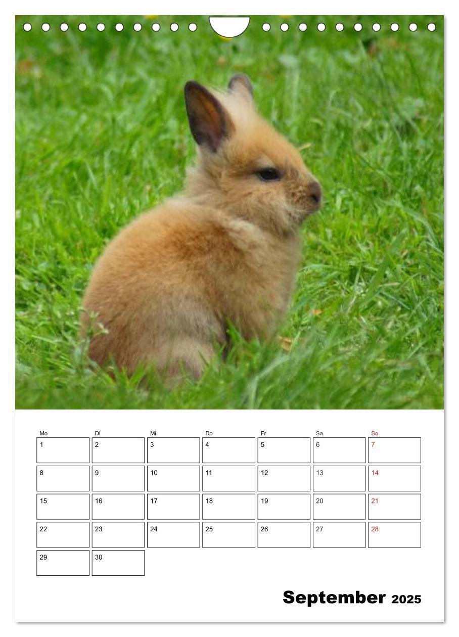 Bild: 9783457013236 | Kaninchen Terminplaner (Wandkalender 2025 DIN A4 hoch), CALVENDO...