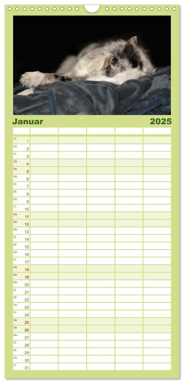 Bild: 9783457110454 | Familienplaner 2025 - Border Collies mit 5 Spalten (Wandkalender,...