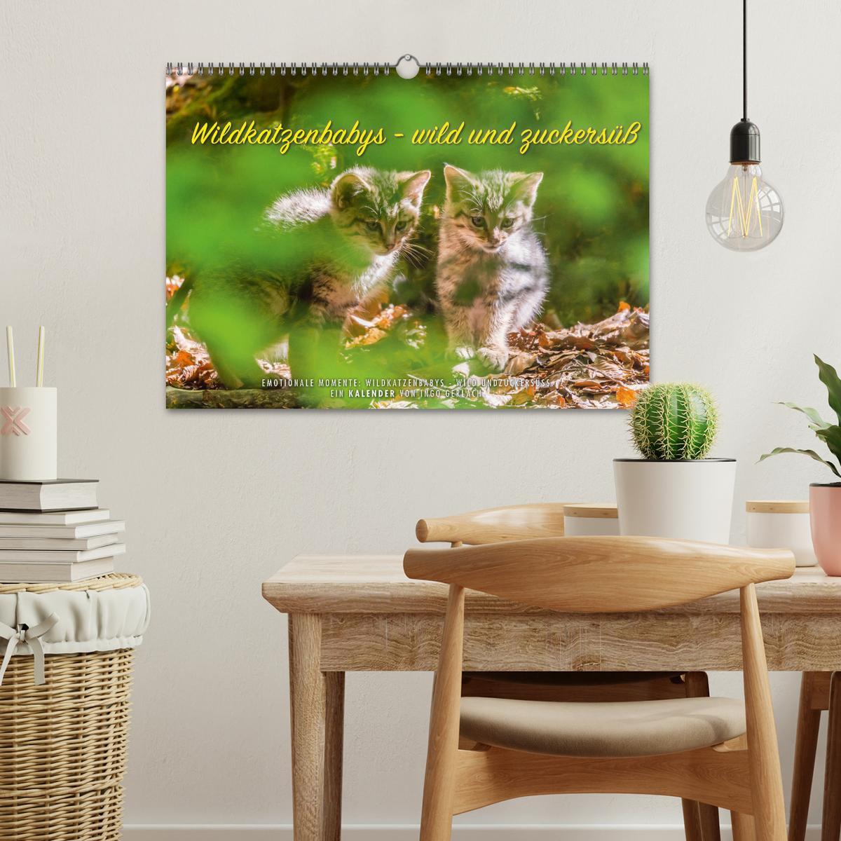 Bild: 9783435231089 | Wildkatzenbabys - wild und zuckersüß. (Wandkalender 2025 DIN A3...