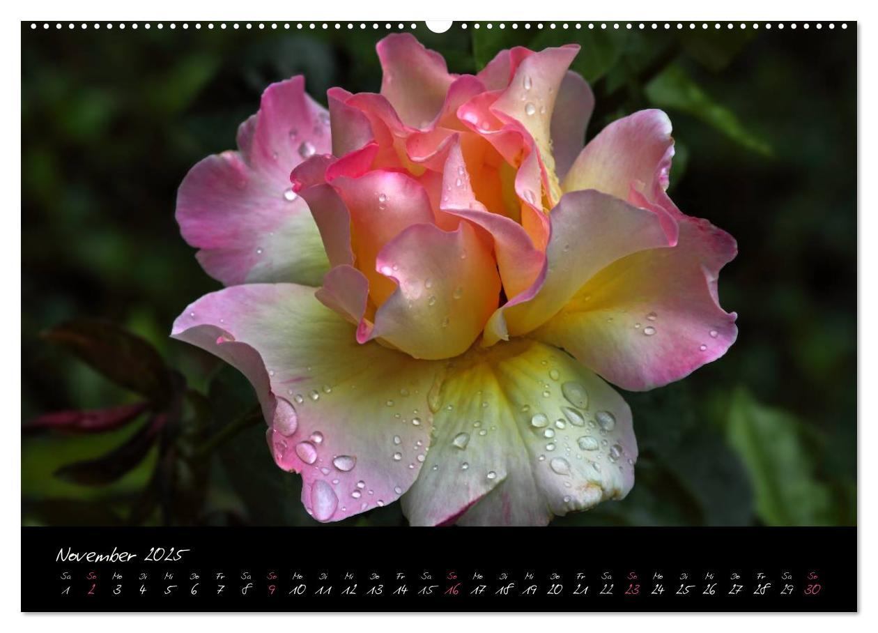 Bild: 9783435658688 | Rosen Romanze - Visuelle Musik (Wandkalender 2025 DIN A2 quer),...