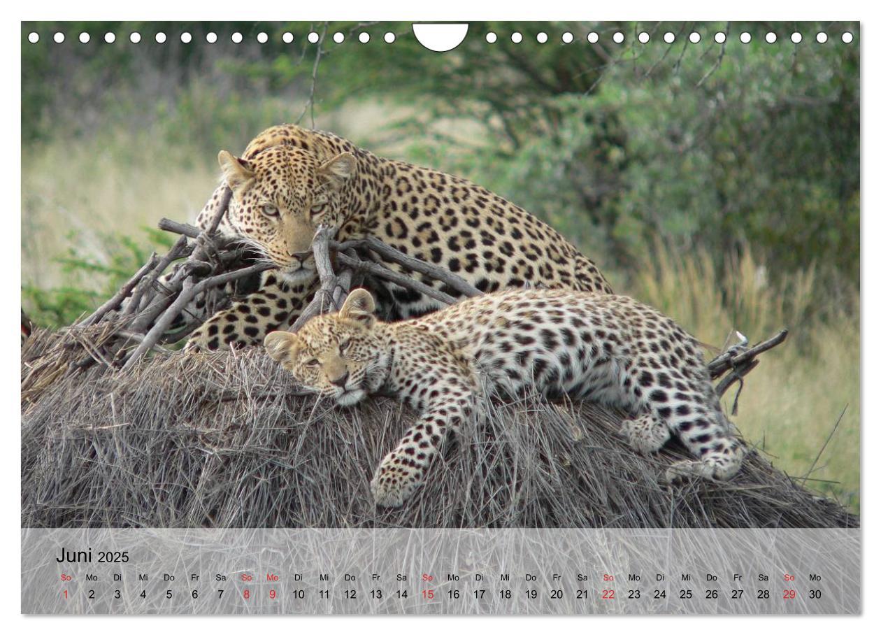 Bild: 9783435600908 | Leoparden. Elegante Jäger (Wandkalender 2025 DIN A4 quer), CALVENDO...