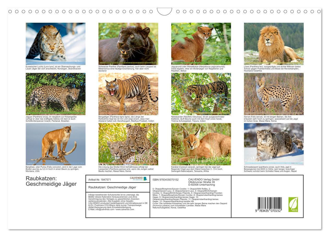 Bild: 9783435070152 | Raubkatzen: Geschmeidige Jäger (Wandkalender 2025 DIN A3 quer),...