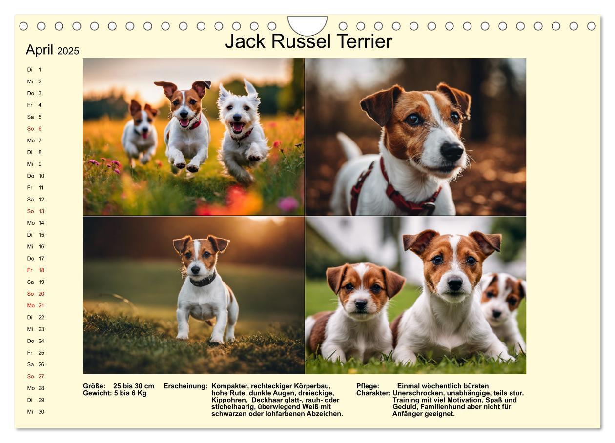 Bild: 9783435347896 | Terrier-Rassen im Portrait (Wandkalender 2025 DIN A4 quer),...