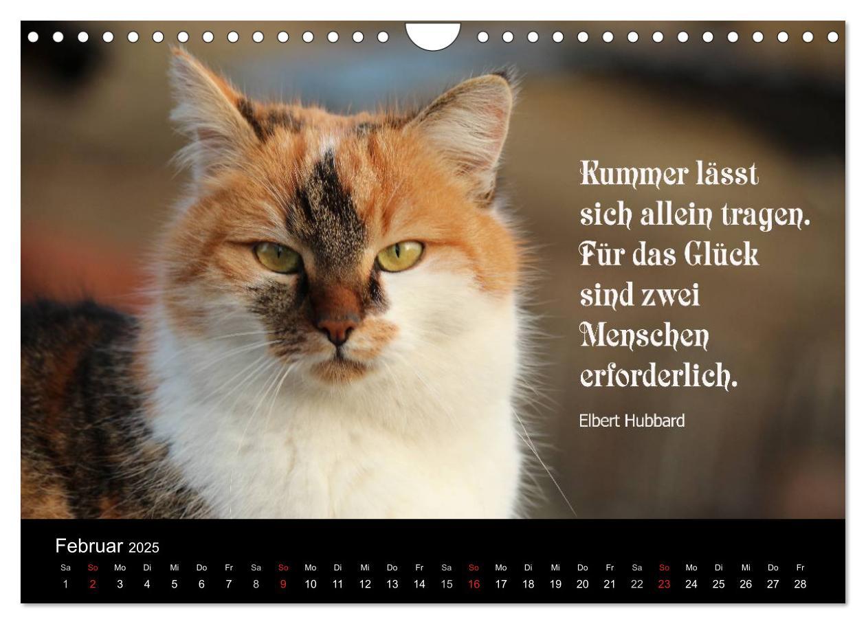 Bild: 9783435656509 | Glückskatze - Mit Zitaten zum Thema Glück (Wandkalender 2025 DIN A4...