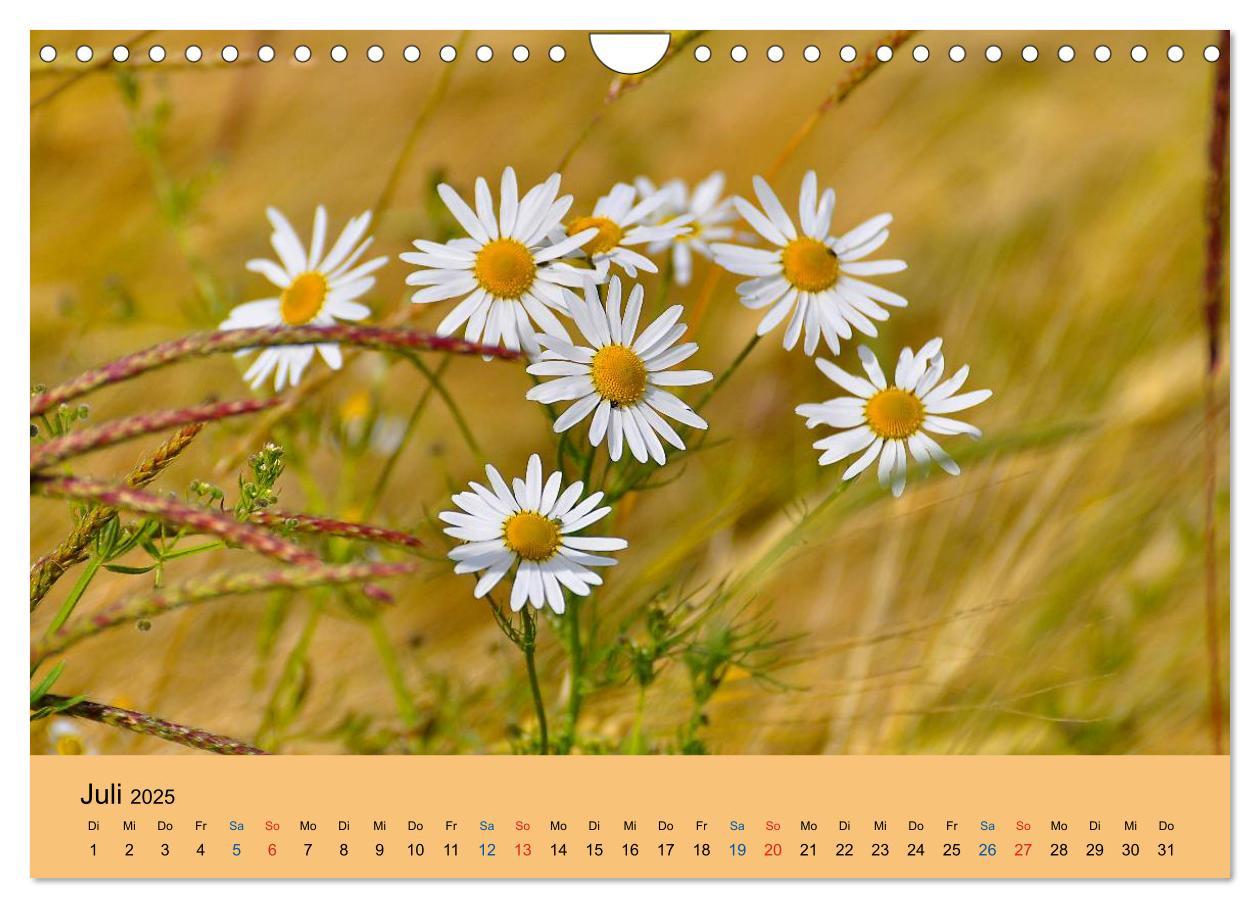 Bild: 9783435775132 | Wildblumen 2025 (Wandkalender 2025 DIN A4 quer), CALVENDO...