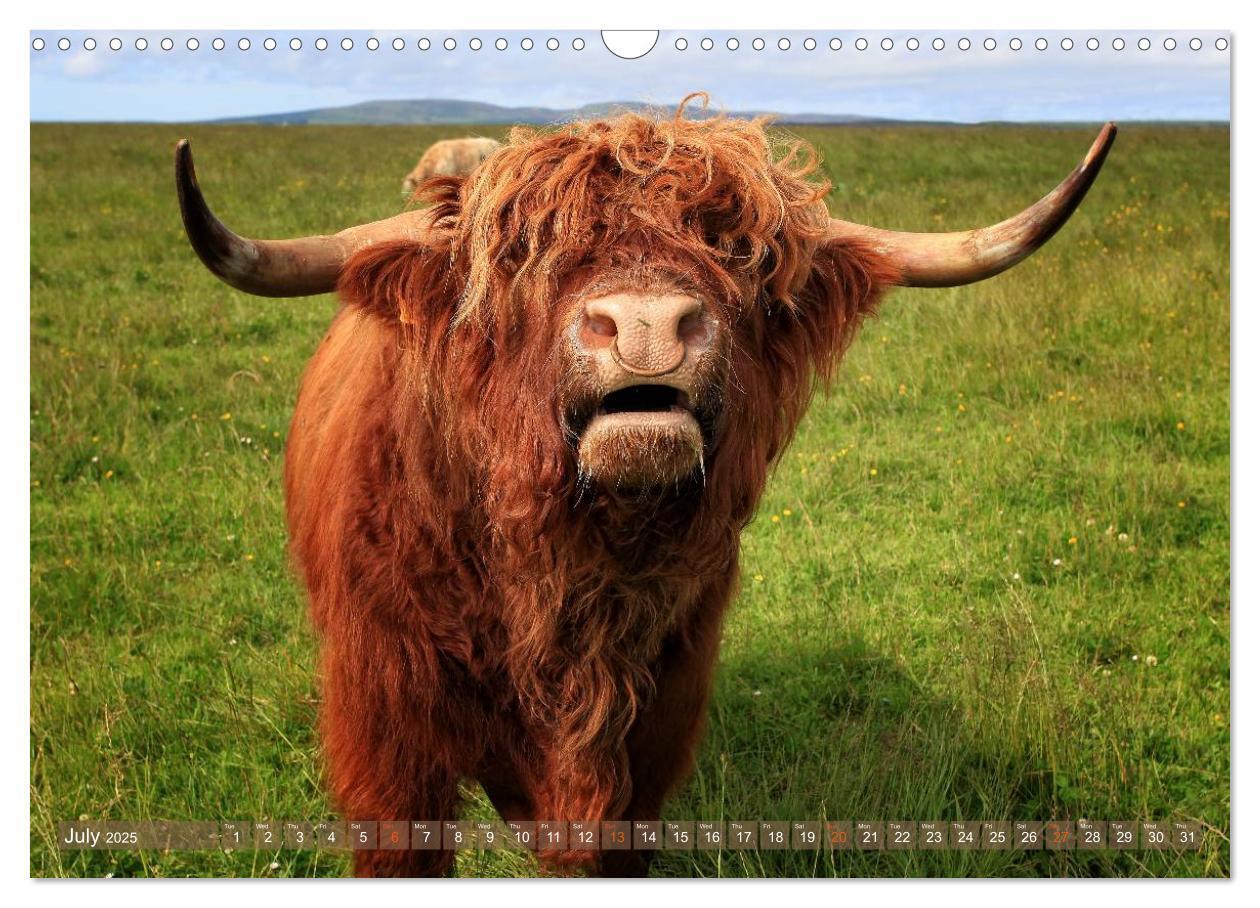 Bild: 9781325994229 | Highland Cattle - Native Breed of Scotland (Wall Calendar 2025 DIN...