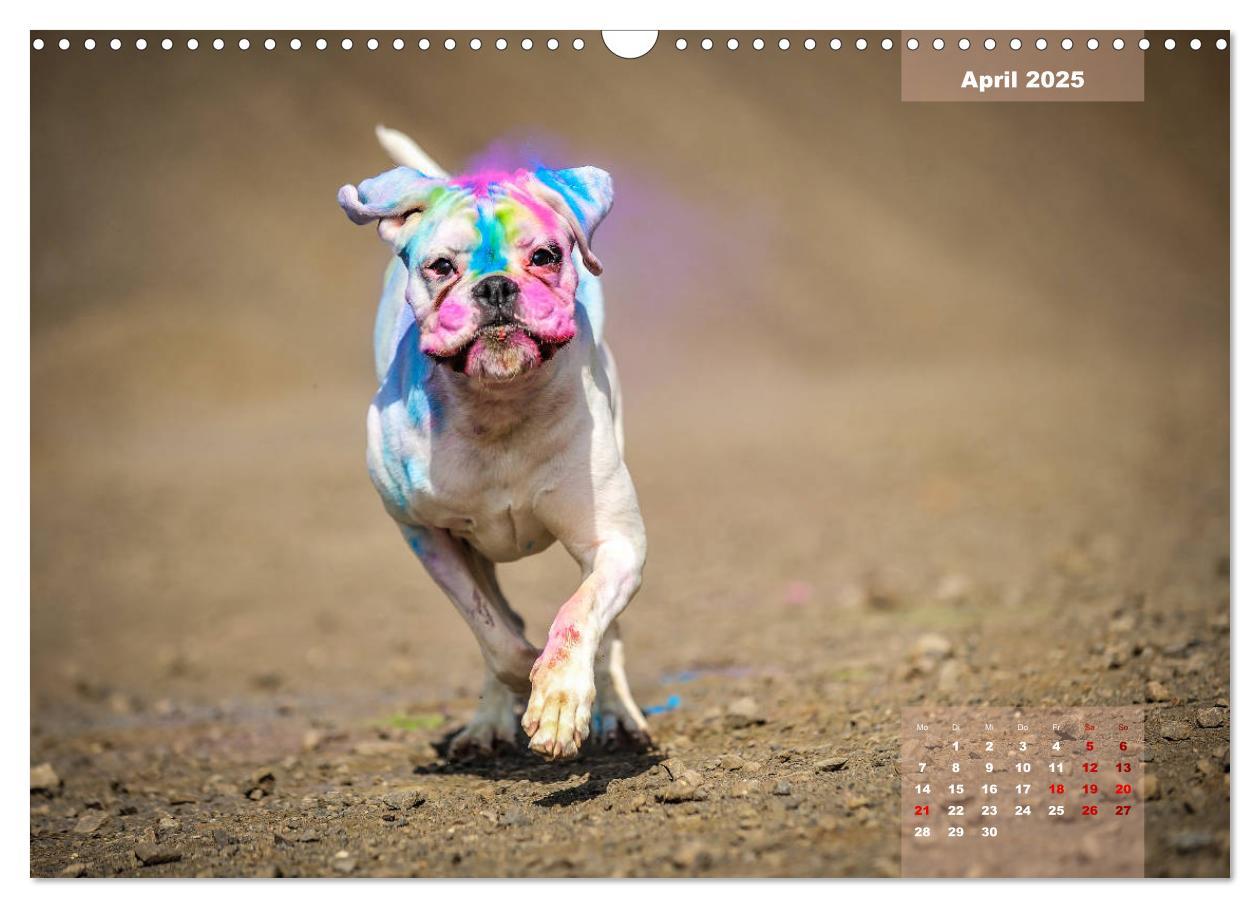 Bild: 9783435339990 | Typisch Boxer (Wandkalender 2025 DIN A3 quer), CALVENDO Monatskalender