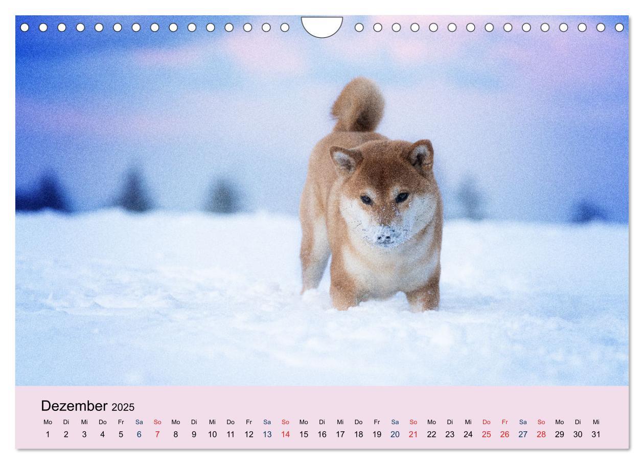 Bild: 9783457234167 | Shiba Inu - mutig, treu, selbstbewusst (Wandkalender 2025 DIN A4...