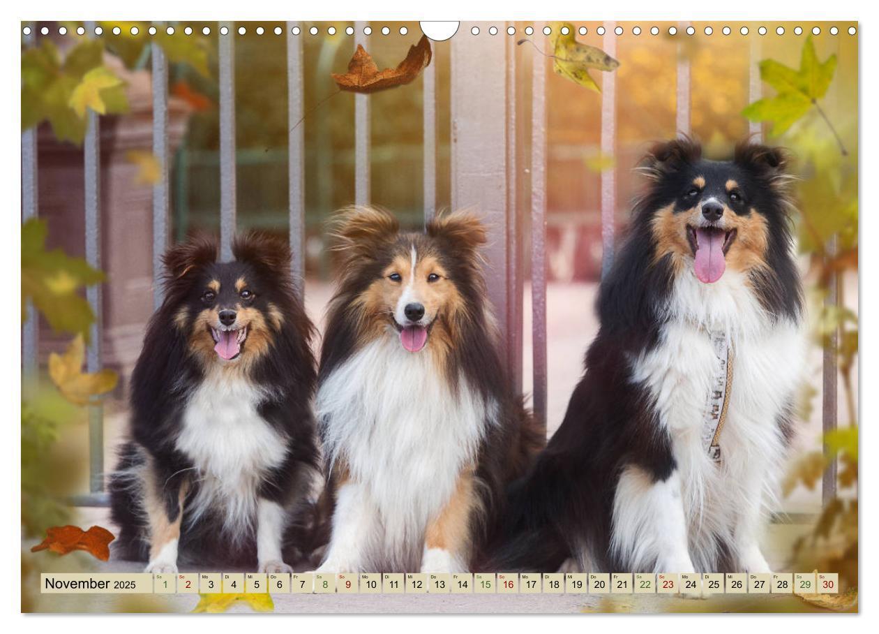 Bild: 9783435423415 | SHELTIES Liebe auf 4 Pfoten (Wandkalender 2025 DIN A3 quer),...