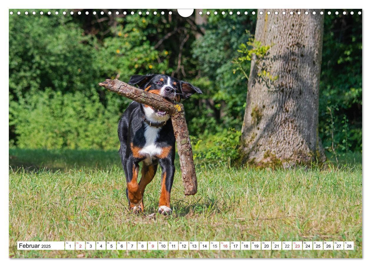 Bild: 9783435112630 | Appenzeller Sennenhund - Ein Schweizer auf 4 Pfoten (Wandkalender...