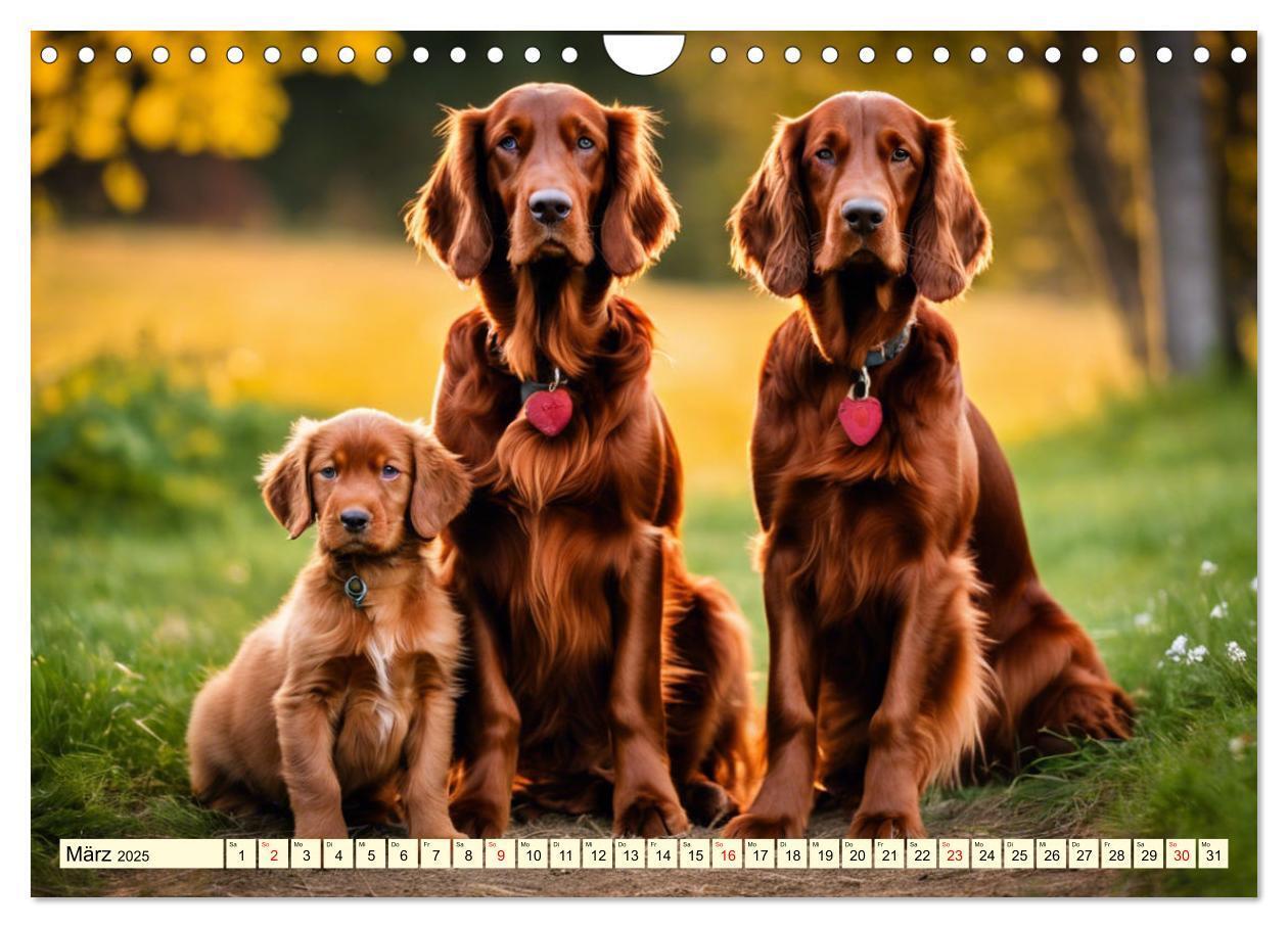 Bild: 9783435010844 | Irish Setter - Anmut pur (Wandkalender 2025 DIN A4 quer), CALVENDO...