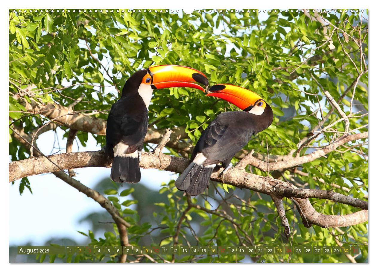 Bild: 9783435262519 | Tierparadies Pantanal (Wandkalender 2025 DIN A2 quer), CALVENDO...