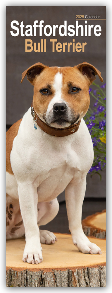 Cover: 9781804605189 | Staffordshire Bullterrier - Staffies 2025 | Avonside Publishing Ltd