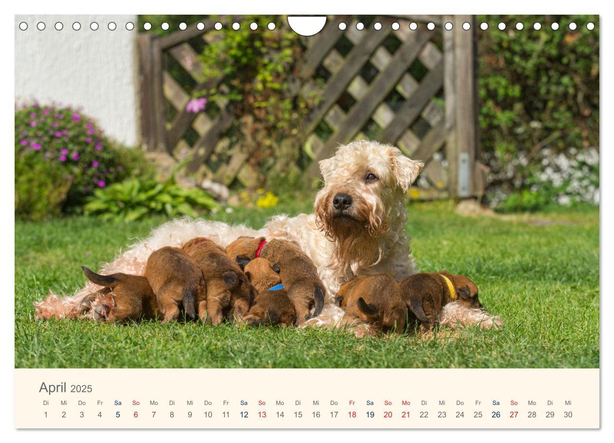 Bild: 9783435047277 | IRISH SOFT COATED WHEATEN TERRIER WELPEN 2025 (Wandkalender 2025...