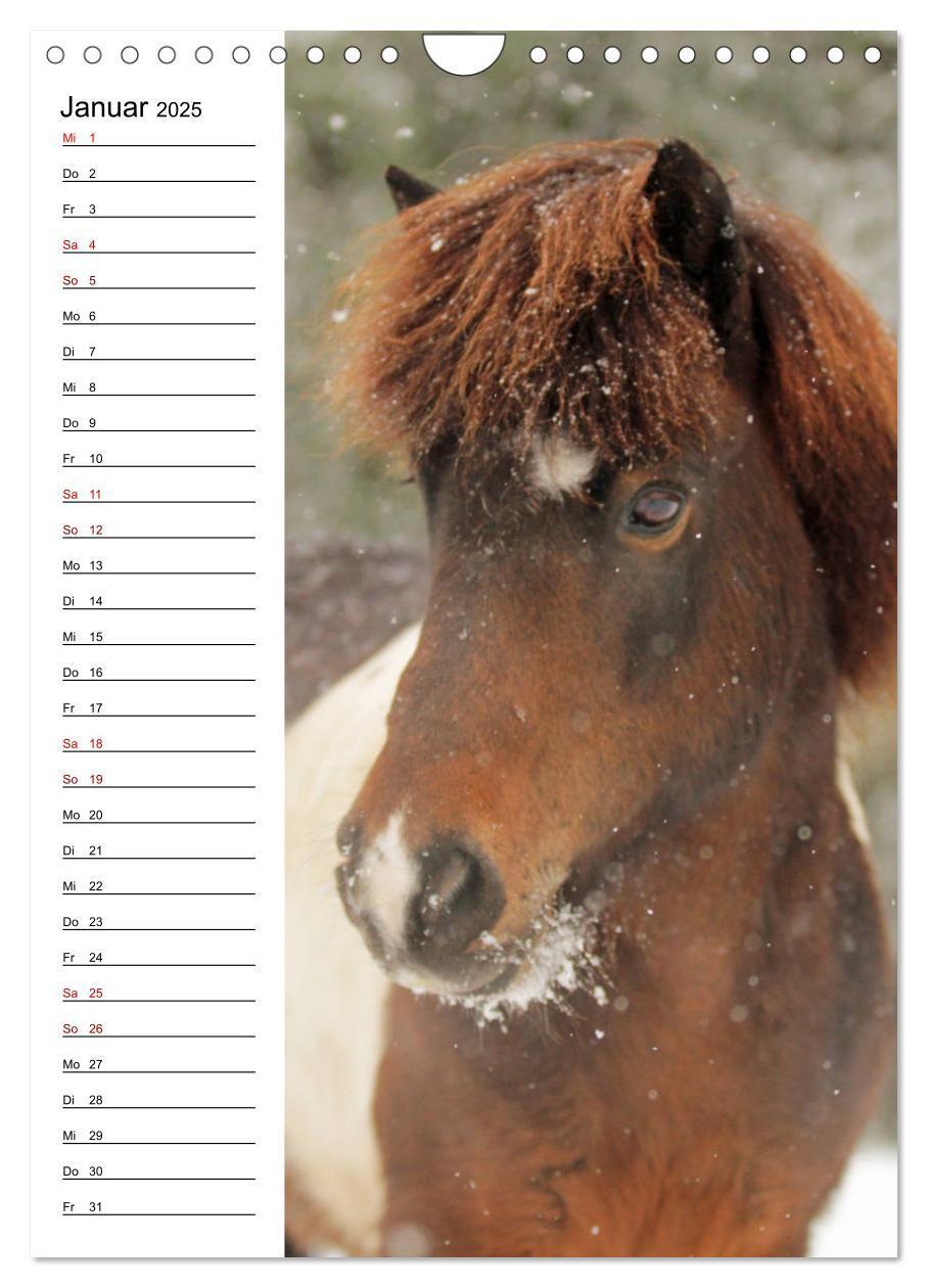 Bild: 9783435974733 | Isländer im Portrait (Wandkalender 2025 DIN A4 hoch), CALVENDO...