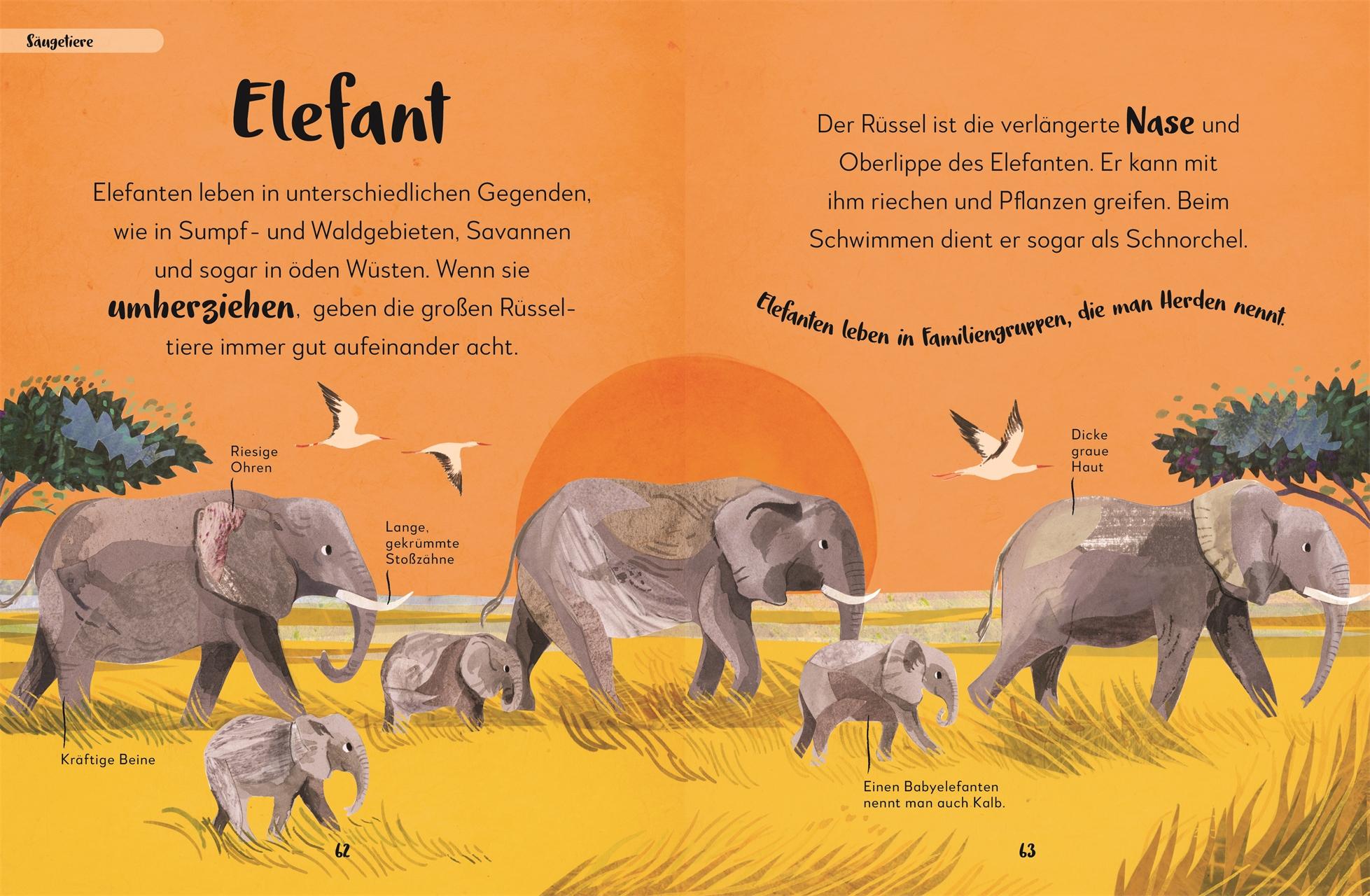 Bild: 9783831045655 | Mein liebstes Buch der Tiere | DK Verlag - Kids | Buch | 144 S. | 2022