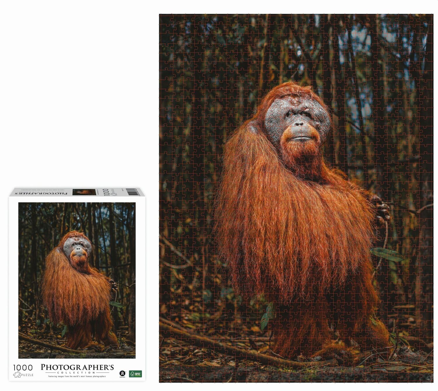 Bild: 4897049307865 | AMBASSADOR - Orang-Utan 1000 Teile (Donal Boyd) | Donal Boyd | Spiel