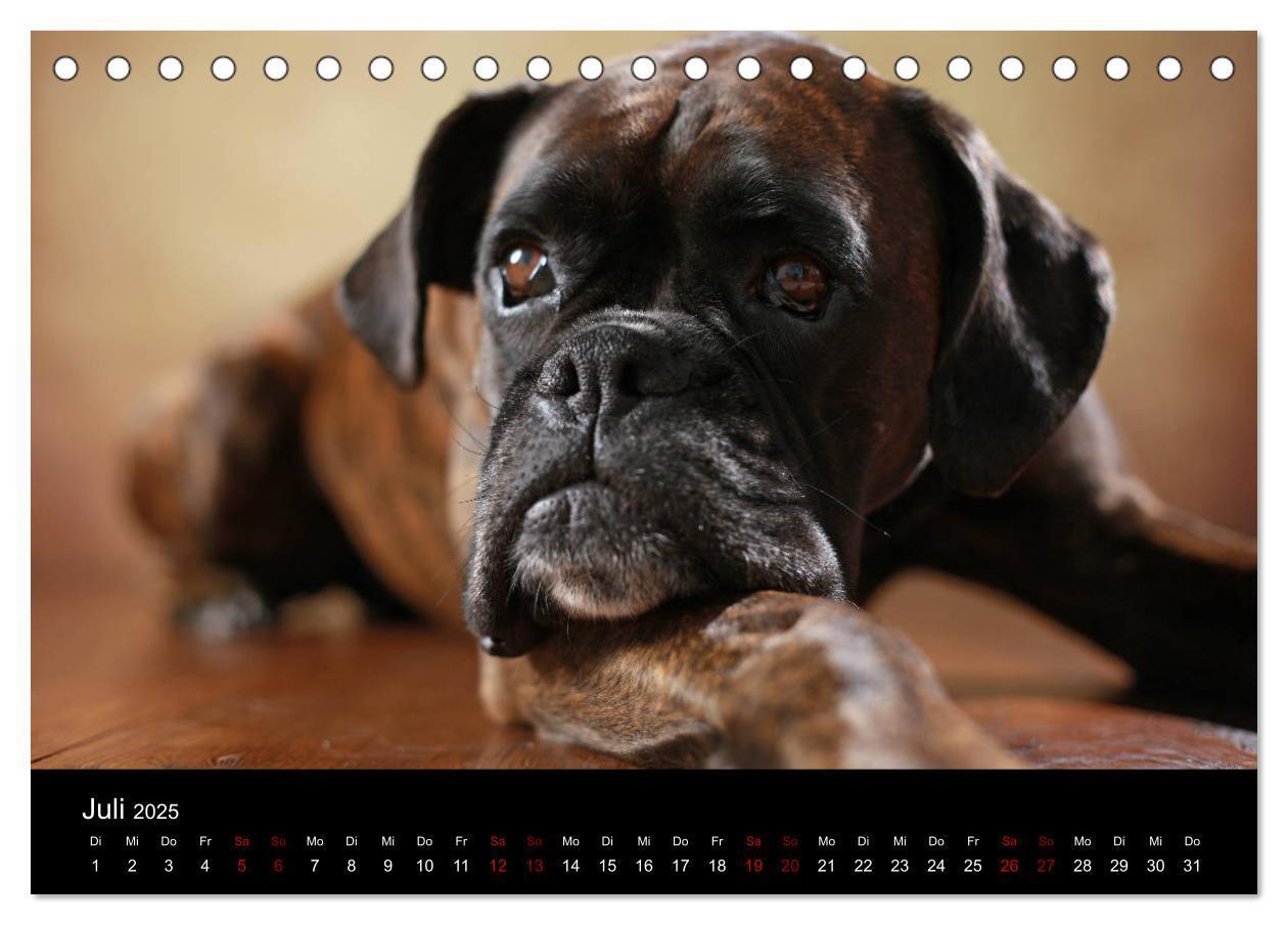 Bild: 9783435435494 | Liebenswerte Boxer (Tischkalender 2025 DIN A5 quer), CALVENDO...