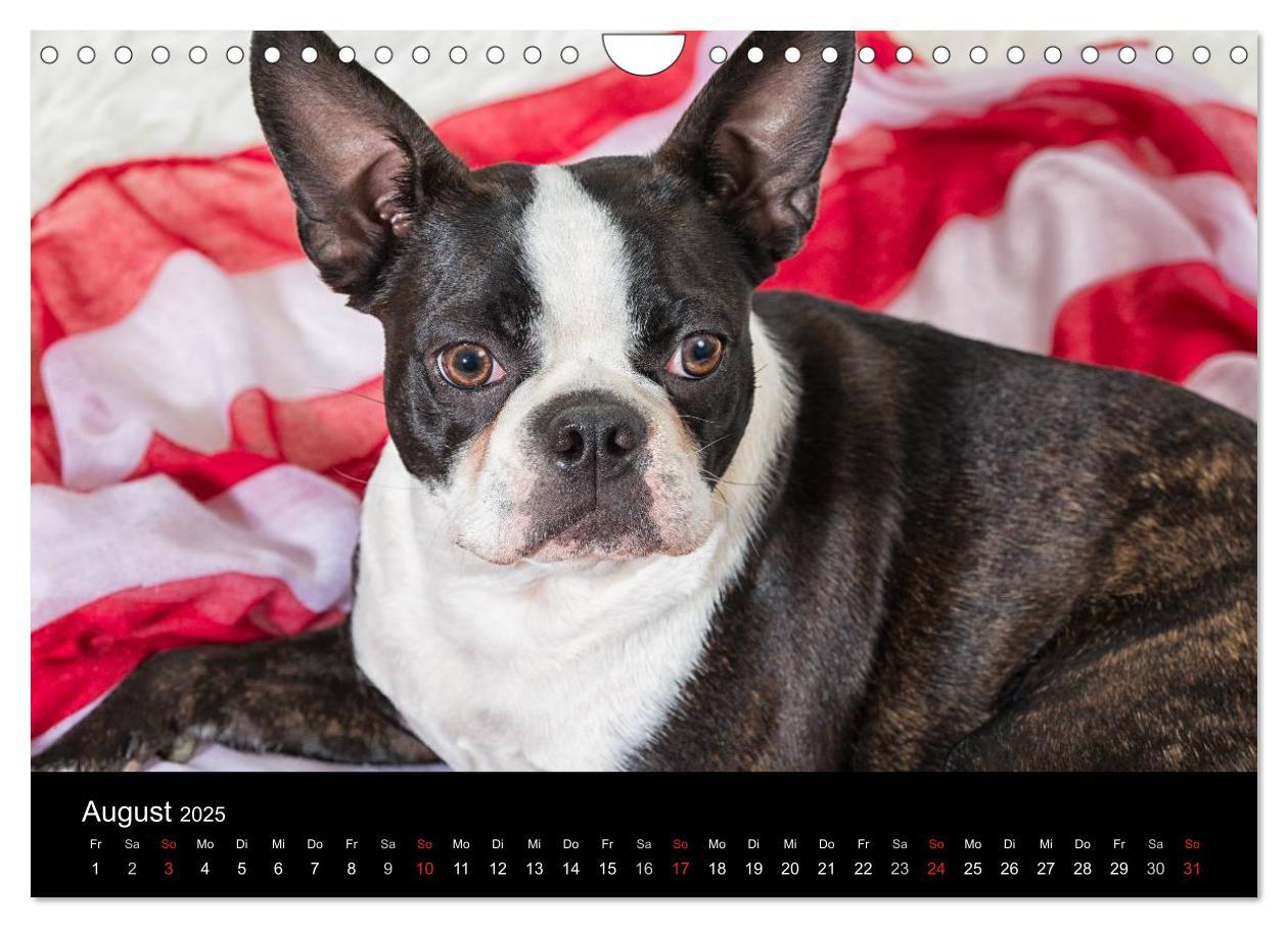 Bild: 9783435614318 | Colored Boston Terrier 2025 (Wandkalender 2025 DIN A4 quer),...