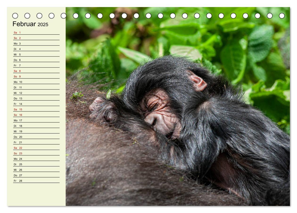 Bild: 9783435118489 | Berggorillas im Herzen Afrikas (Tischkalender 2025 DIN A5 quer),...