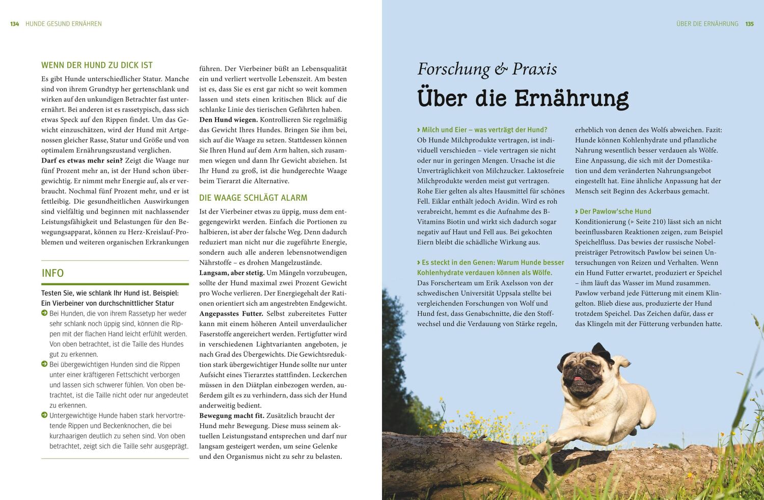 Bild: 9783833828744 | Praxishandbuch Hunde | Heike Schmidt-Röger | Buch | 288 S. | Deutsch