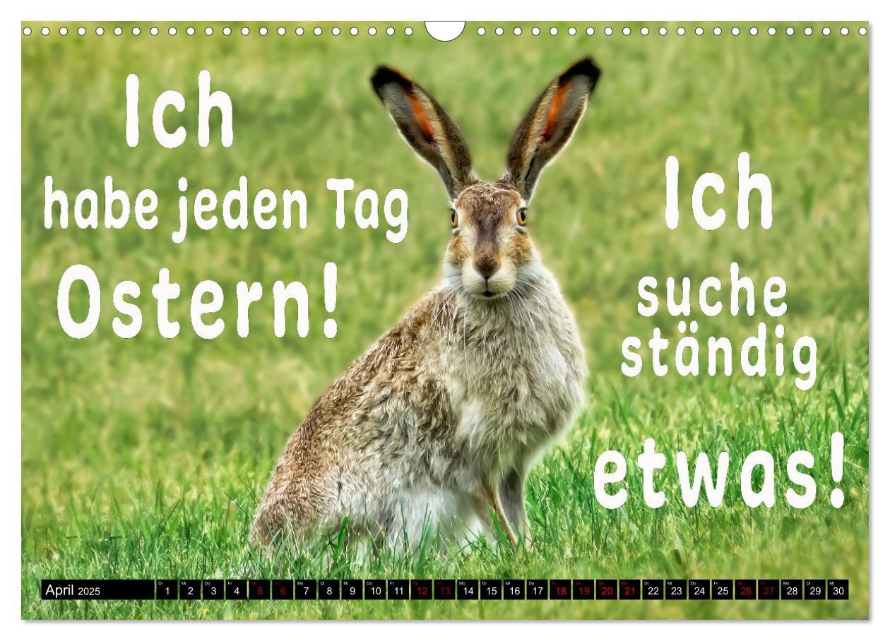 Bild: 9783435088393 | Spruchreif - Gute-Laune-Kalender (Wandkalender 2025 DIN A3 quer),...