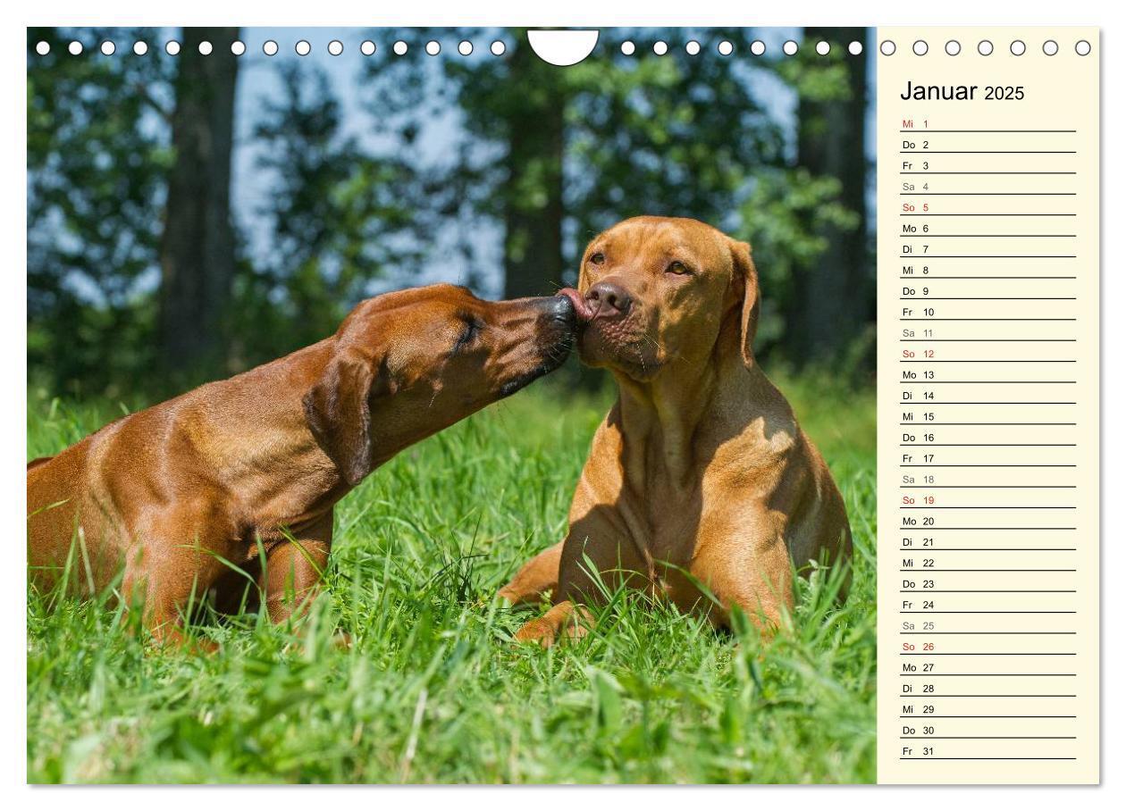 Bild: 9783435541416 | Rhodesian Ridgeback 2025 (Wandkalender 2025 DIN A4 quer), CALVENDO...