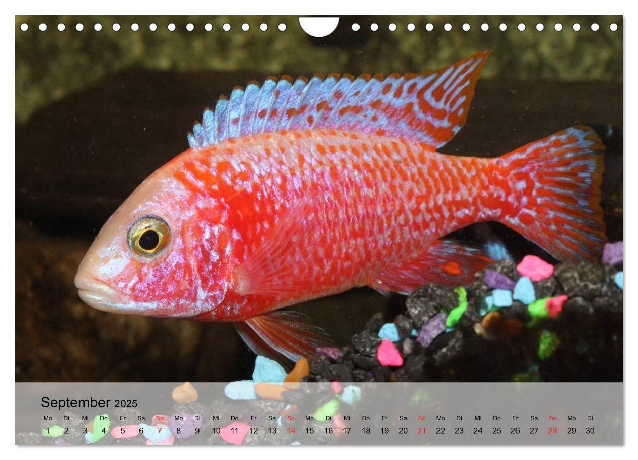 Bild: 9783435590827 | Knallbunte Wasserwelt. Die Welt der Fische (Wandkalender 2025 DIN...