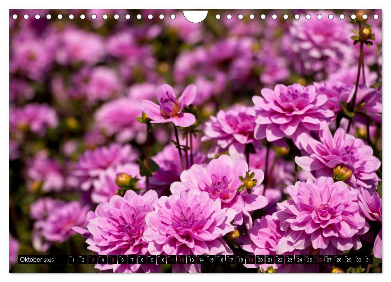 Bild: 9783435664047 | Dahlia - Dahlien (Wandkalender 2025 DIN A4 quer), CALVENDO...