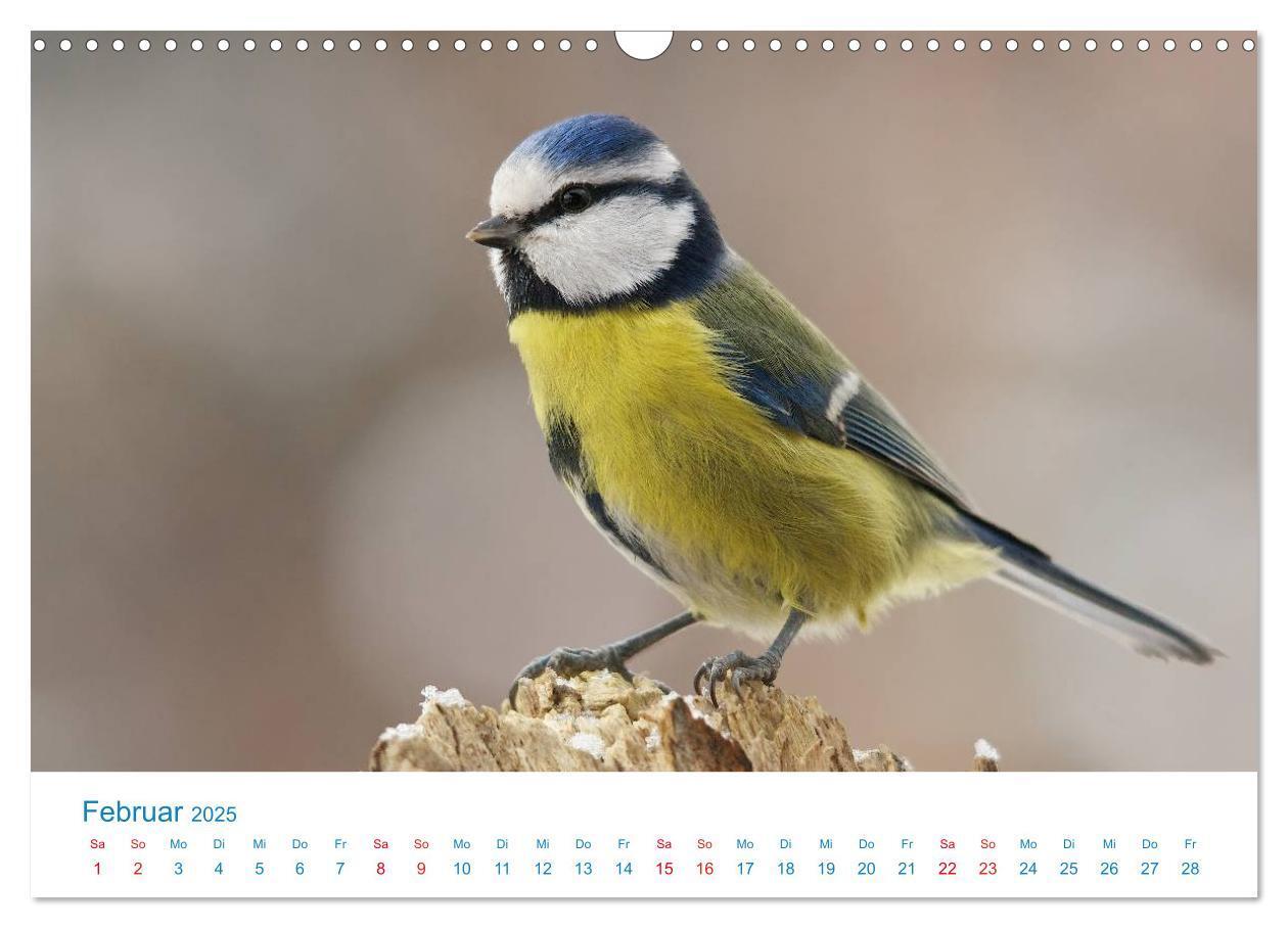 Bild: 9783435464357 | Singvögel - 12 Arten im Garten (Wandkalender 2025 DIN A3 quer),...