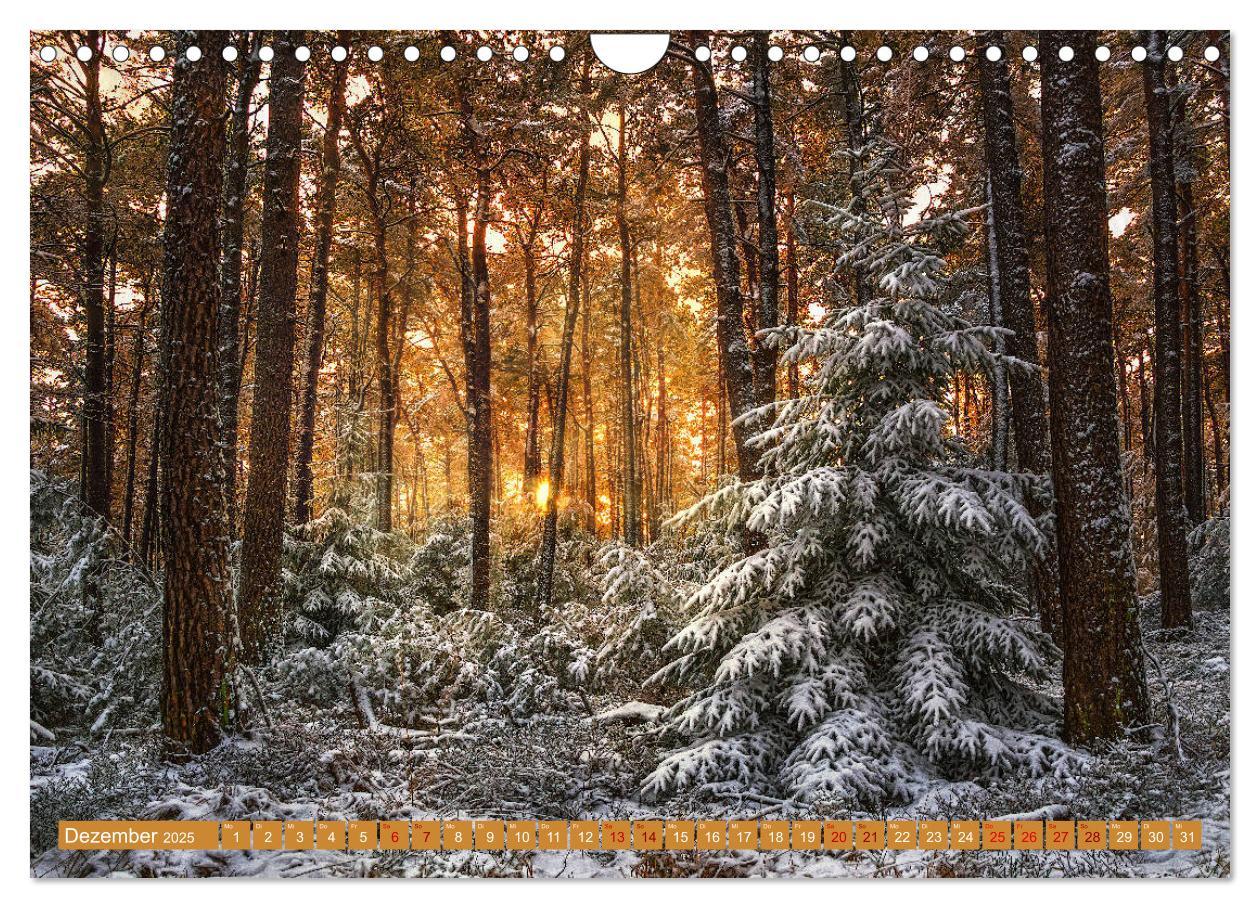 Bild: 9783435149964 | Augenschmaus Pfälzer Wald (Wandkalender 2025 DIN A4 quer), CALVENDO...