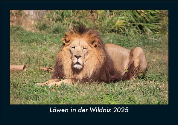 Cover: 9783755988403 | Löwen in der Wildnis 2025 Fotokalender DIN A5 | Tobias Becker | 2025