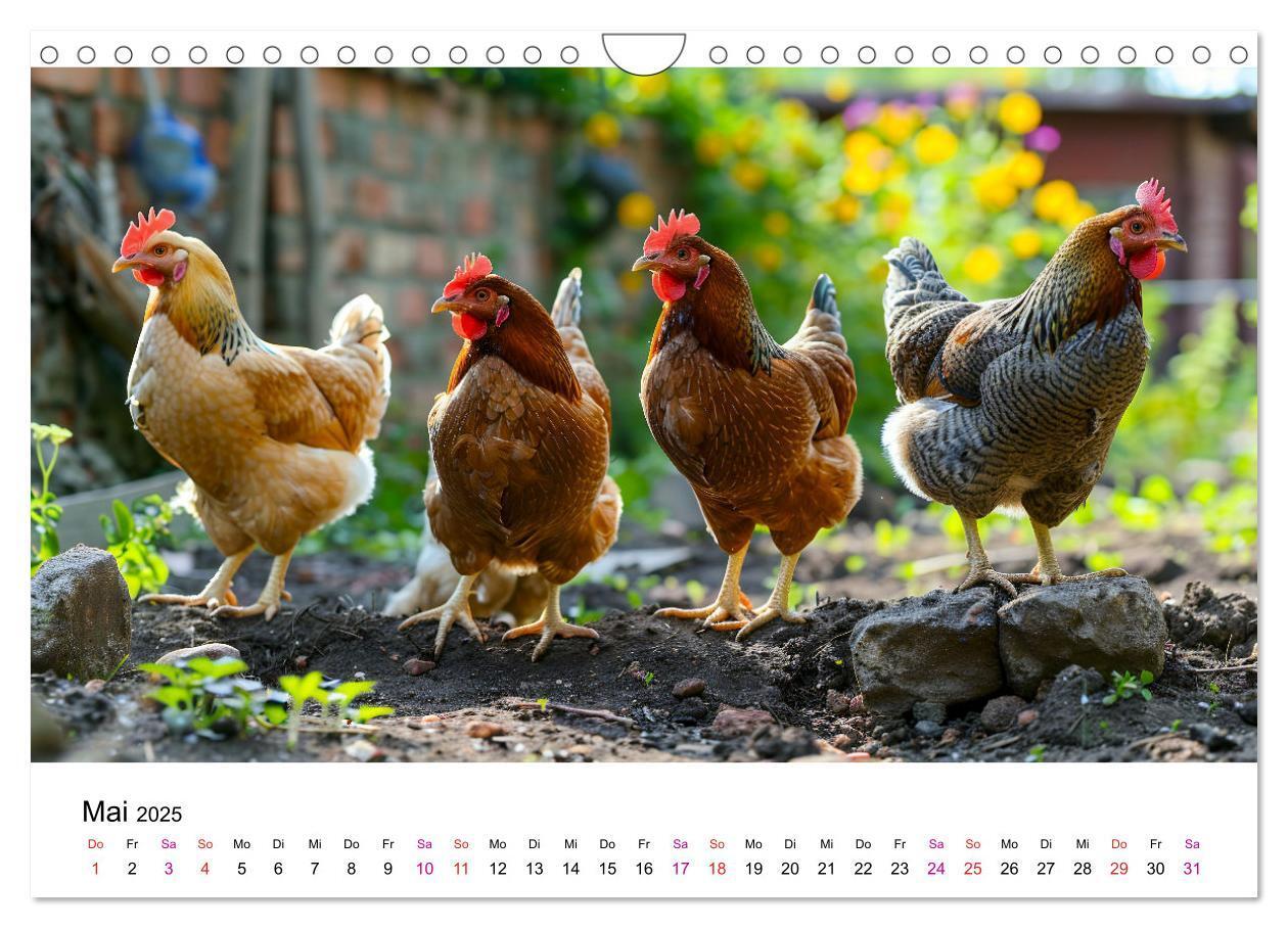 Bild: 9783457174890 | Hühner Federvieh (Wandkalender 2025 DIN A4 quer), CALVENDO...