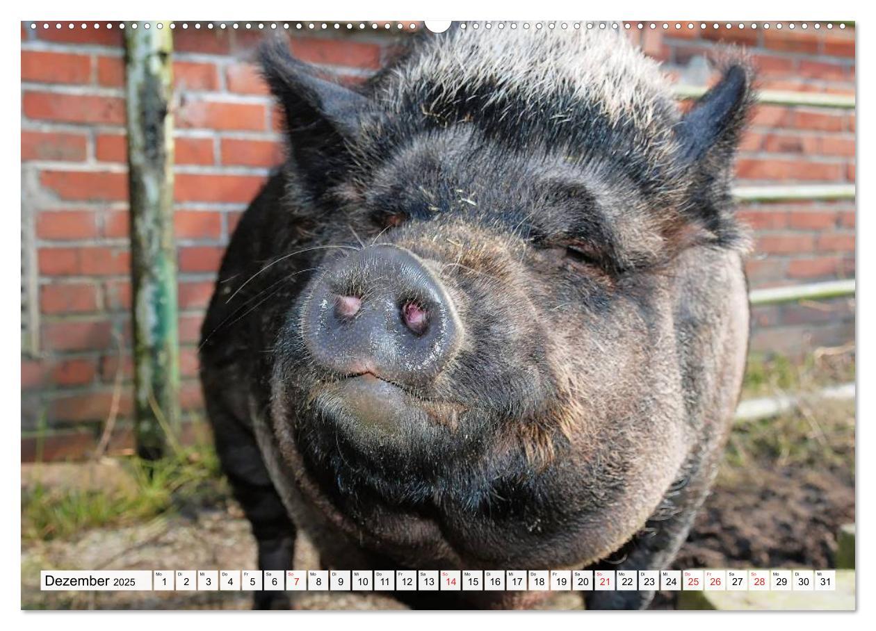 Bild: 9783435601400 | Von Säuen die Schwein haben! (Wandkalender 2025 DIN A2 quer),...