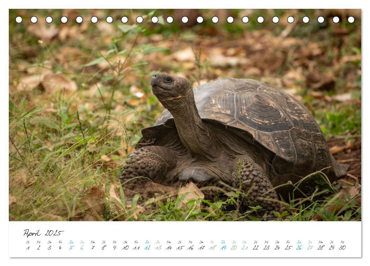 Bild: 9783383883361 | Die Riesenschildkröten der Galapagos Inseln (Tischkalender 2025 DIN...