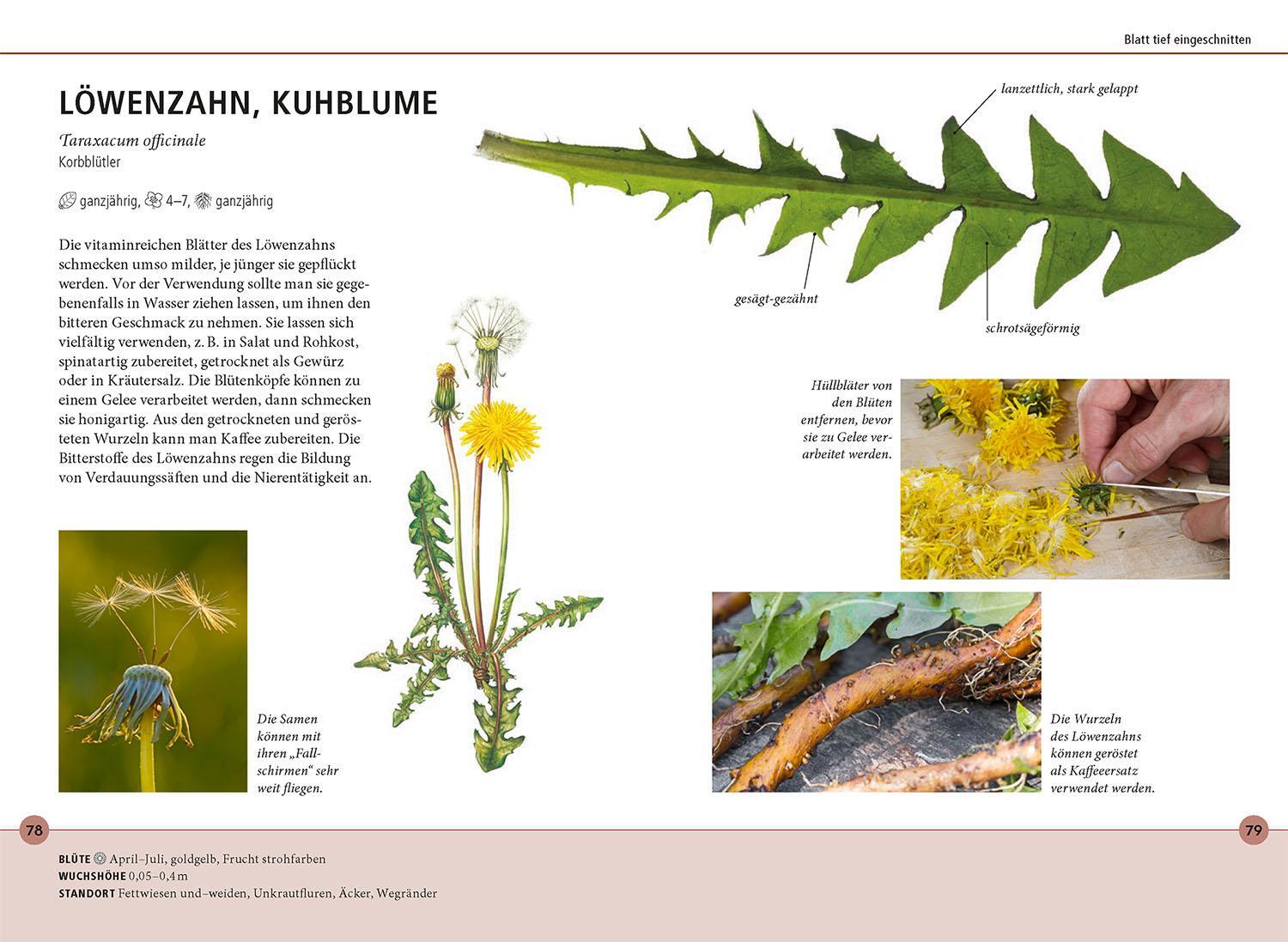 Bild: 9783440173855 | Wildkräuter am Blatt erkennen | Meike Bosch | Taschenbuch | 128 S.