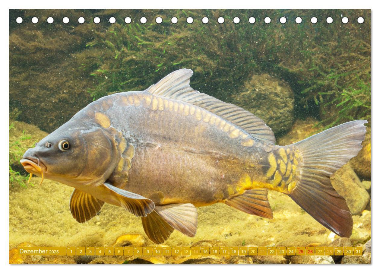 Bild: 9783383890444 | Fische in Teichen und Flüssen (Tischkalender 2025 DIN A5 quer),...