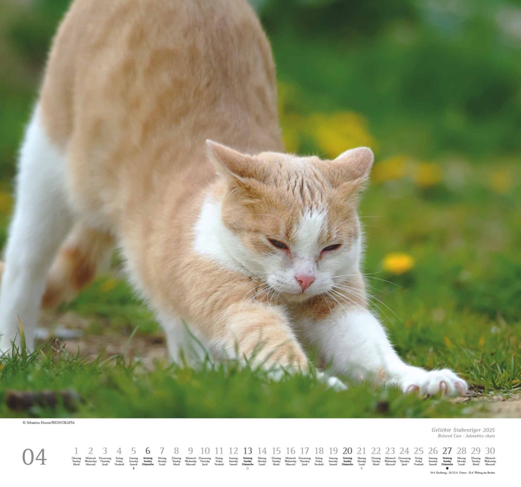 Bild: 4250809652498 | DUMONT - Geliebte Stubentiger 2025 Wandkalender, 38x35,5cm,...