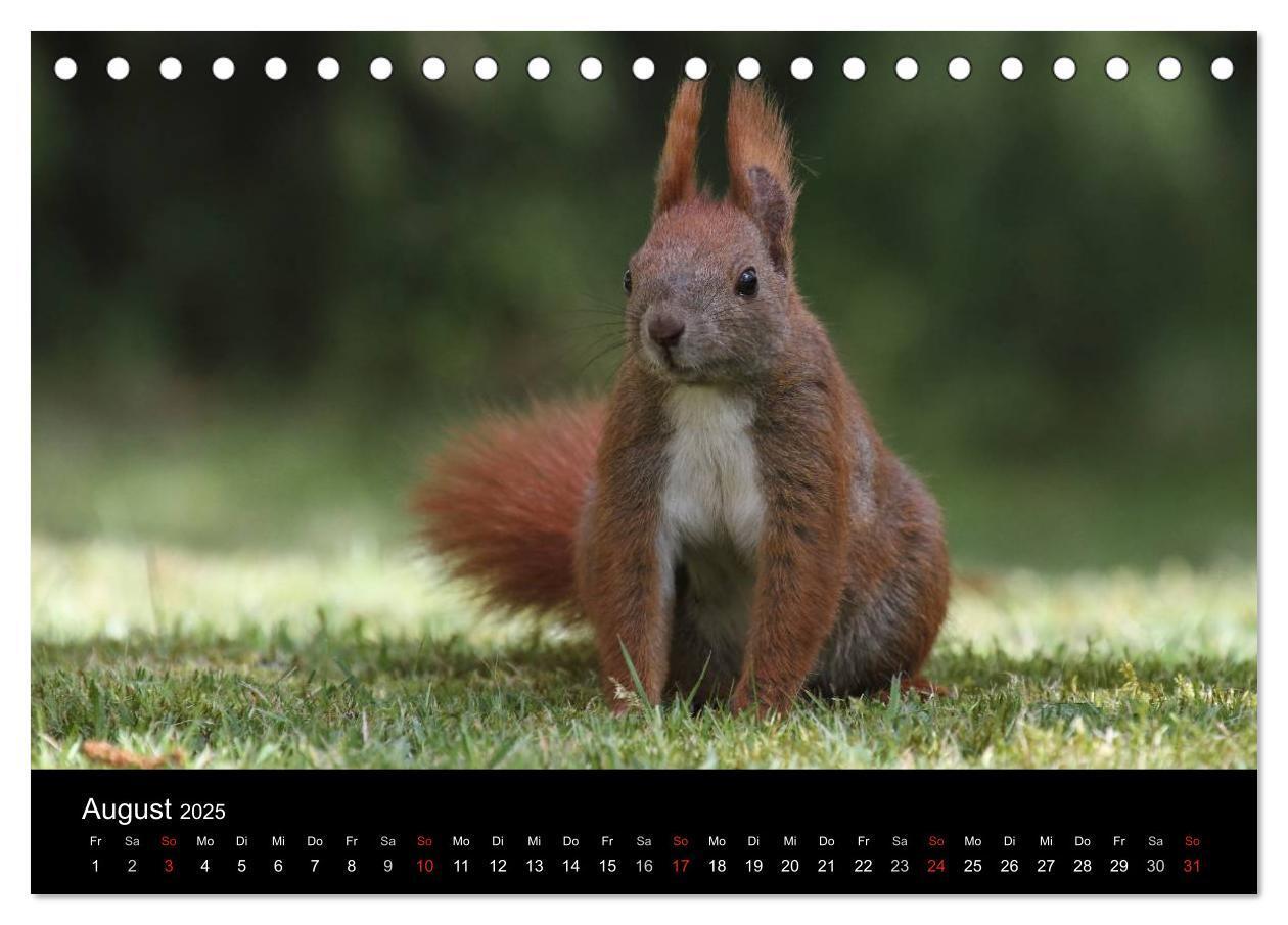 Bild: 9783435561551 | Artist im Garten. Das Eichhörnchen (Tischkalender 2025 DIN A5...