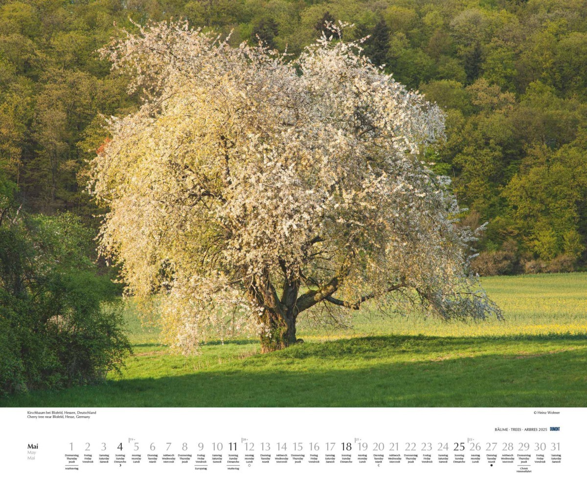 Bild: 4250809652733 | DUMONT - Bäume 2025 Wandkalender, 60x50cm, Fotokunst-Kalender mit...