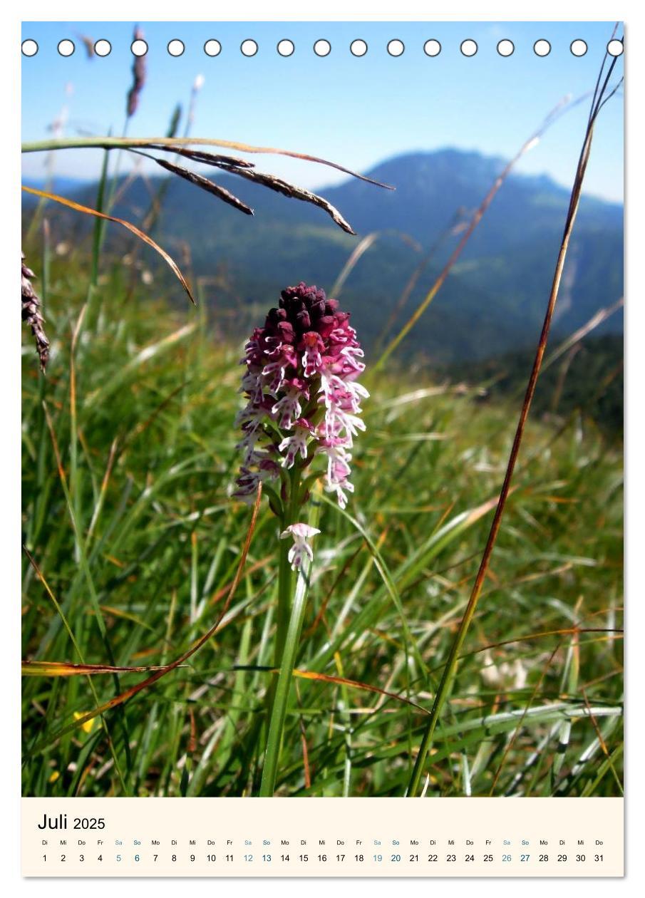 Bild: 9783457079850 | Einheimische Orchideen (Tischkalender 2025 DIN A5 hoch), CALVENDO...