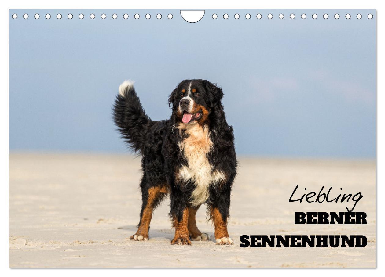 Cover: 9783435659890 | Liebling BERNER SENNENHUND (Wandkalender 2025 DIN A4 quer),...